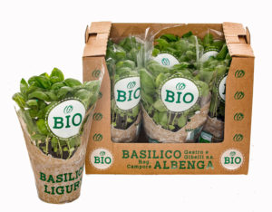 Vaso Bio Gestro e Gibelli